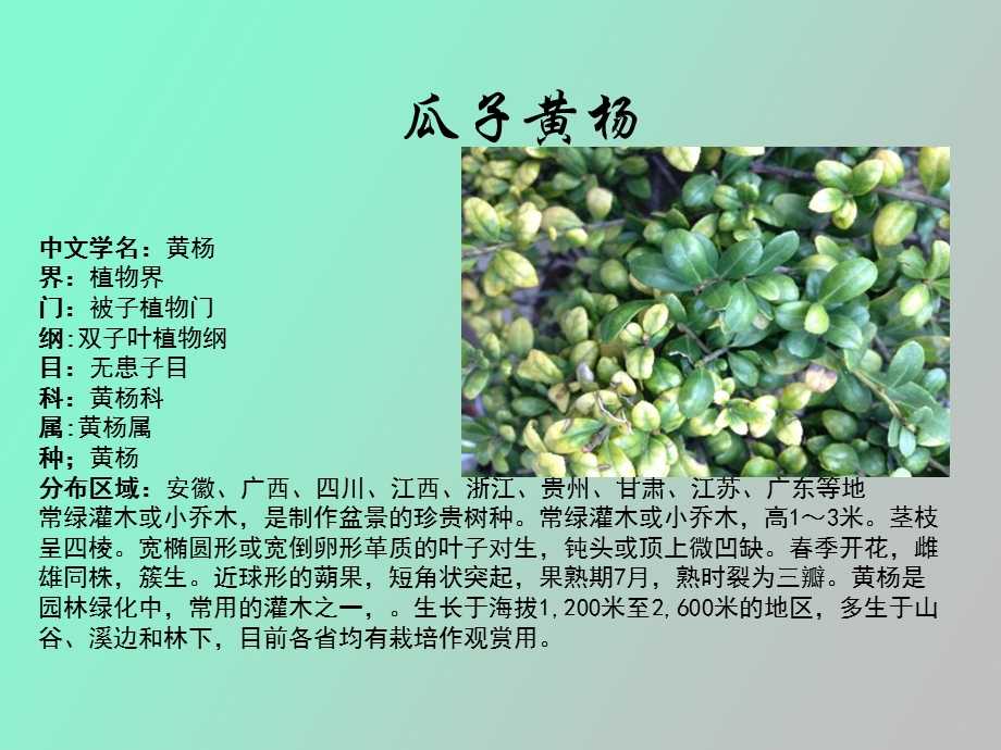 植物与植物生理.ppt_第3页