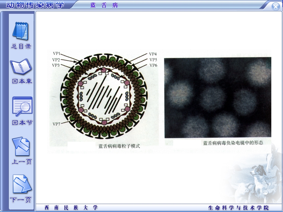 蓝 舌 病.ppt_第3页