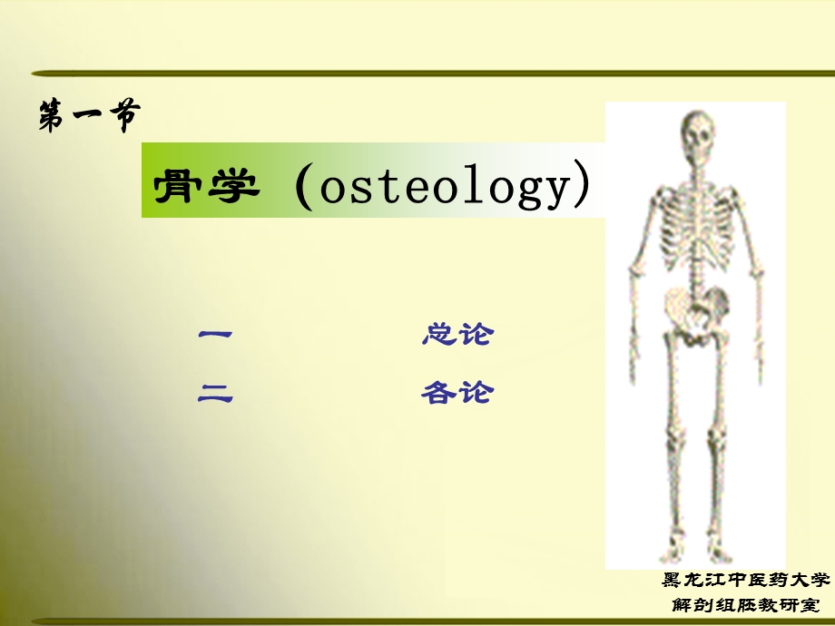 正常人体解剖学第一节骨学.ppt_第3页