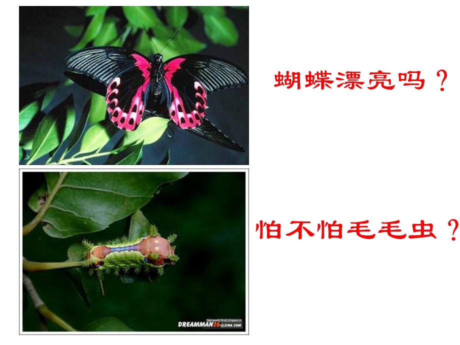 昆虫的生殖和发育.ppt_第3页