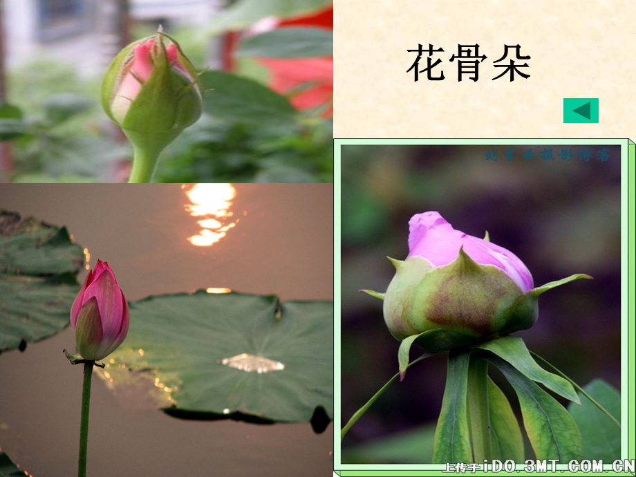 小鹿的玫瑰花.ppt_第3页