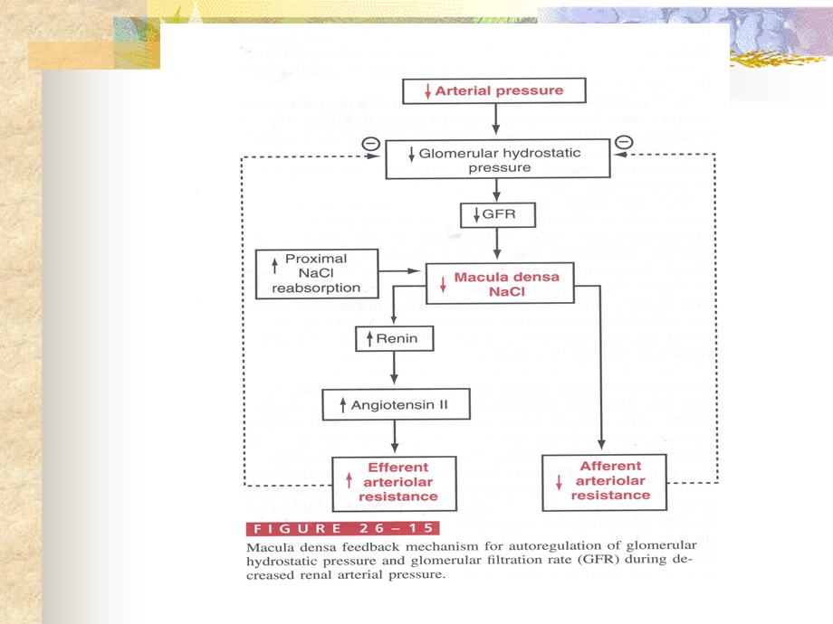 肾脏泌尿功能的调节.ppt_第3页