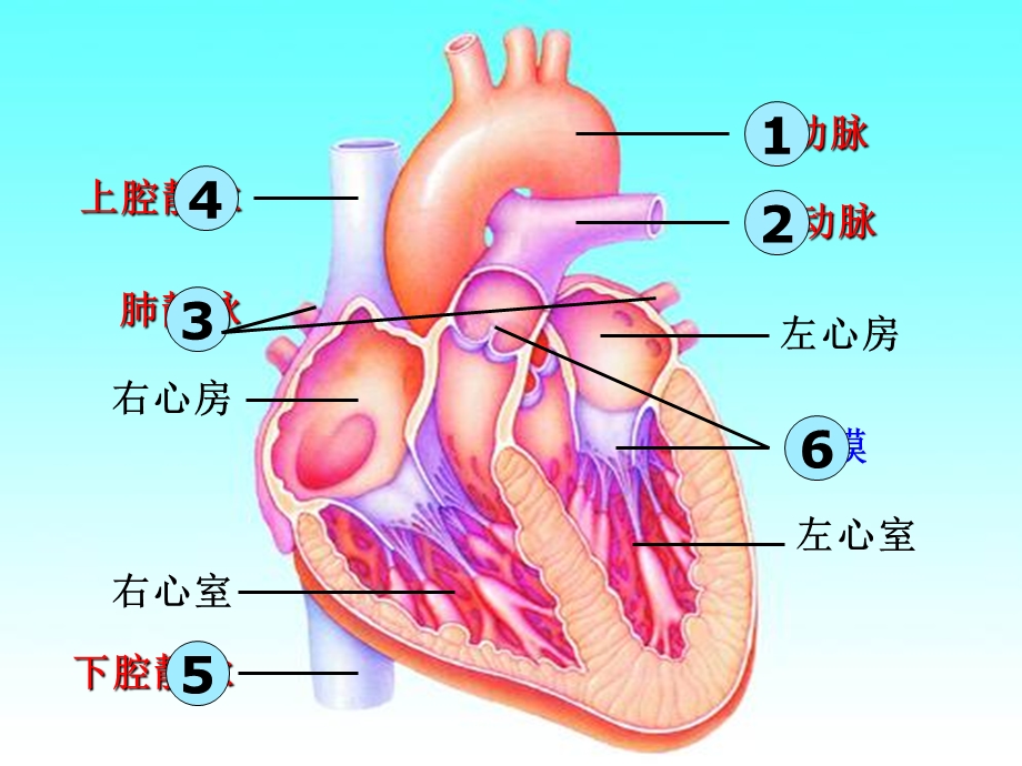 心脏和循环教学.ppt_第3页