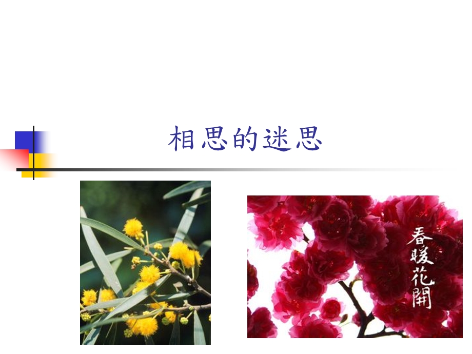 相思的迷思.ppt_第1页