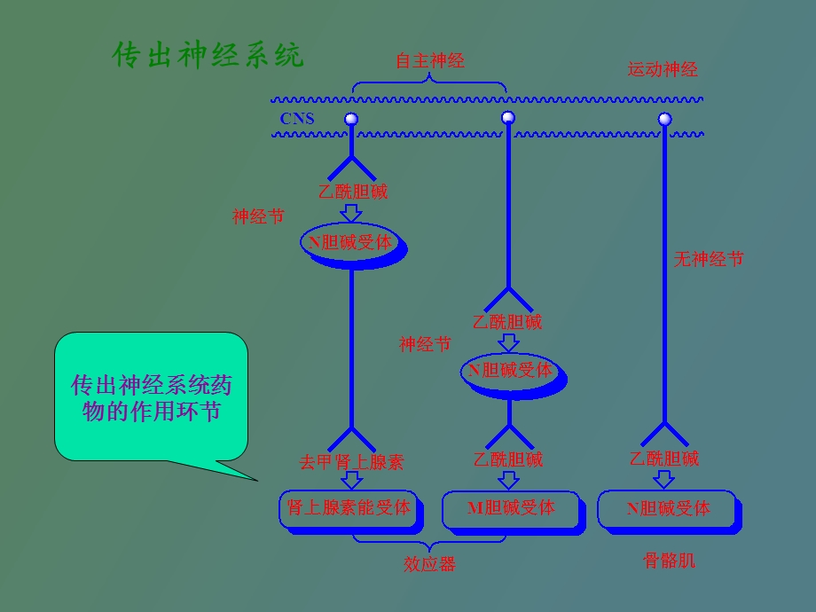 周围神经组成.ppt_第2页