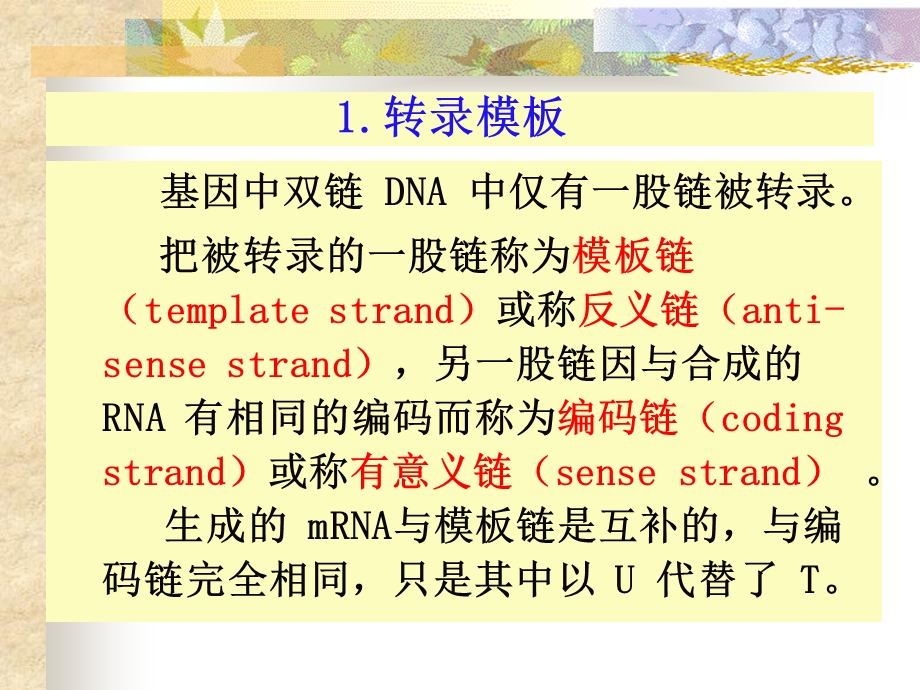 核酸的生物学功能.ppt_第3页