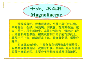 木兰科Magnoliacea.ppt