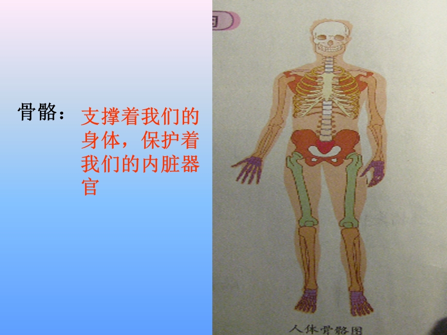 骨骼关和肌肉.ppt_第2页