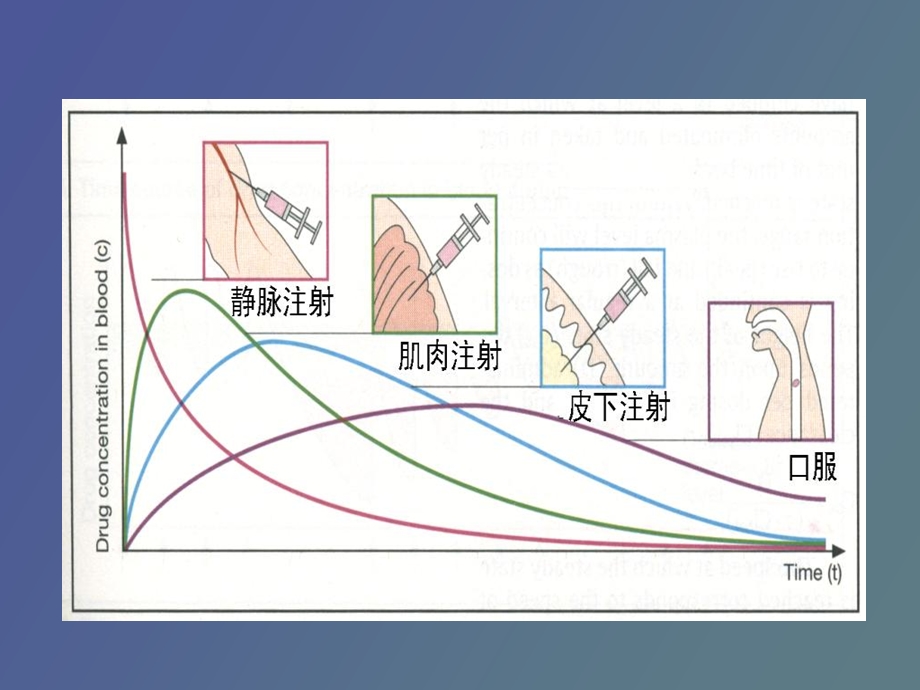 影响药物作用因素.ppt_第3页