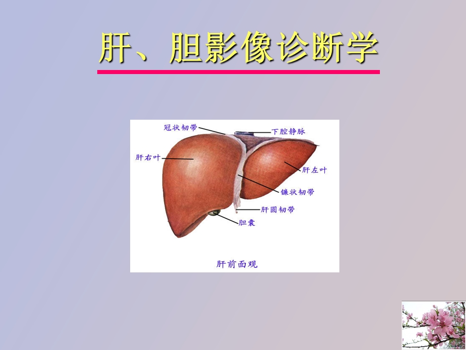 影像实验肝胆.ppt_第1页