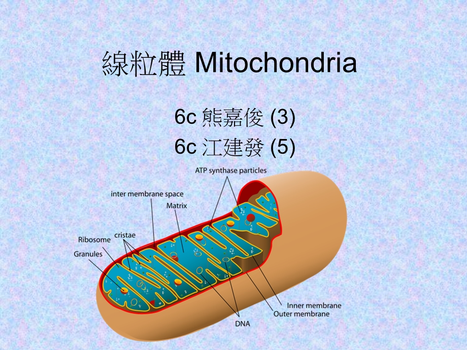 线粒体Mitochondria.ppt_第1页