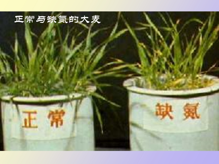 植物生长所需的营养元素.ppt_第3页