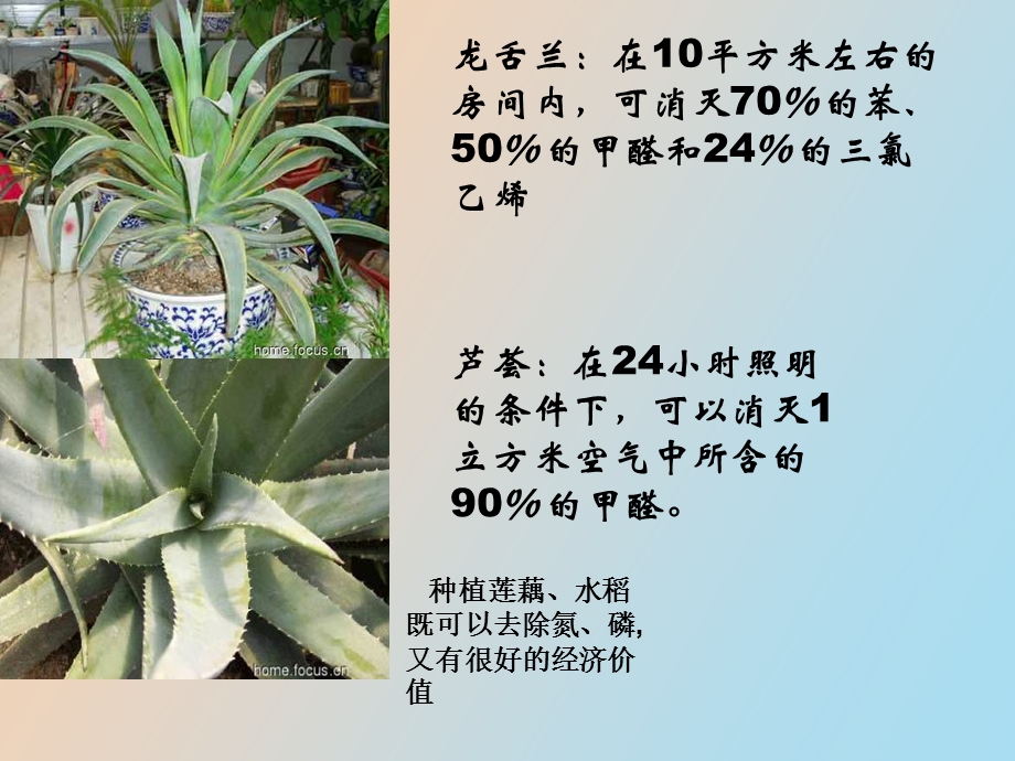 植物对污染物的修复作用.ppt_第2页