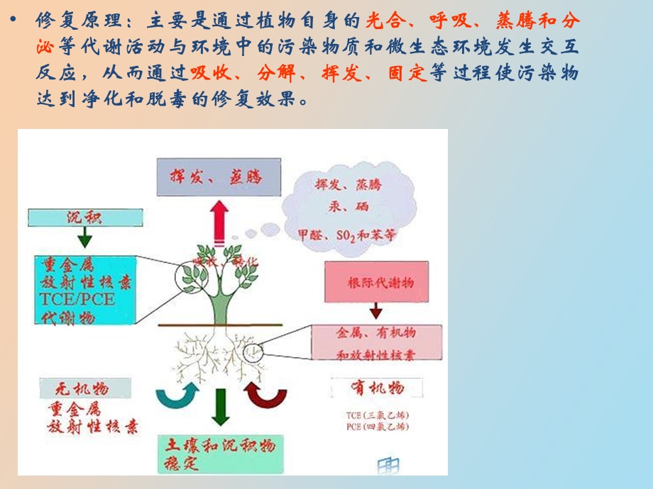 植物对污染物的修复作用.ppt_第3页