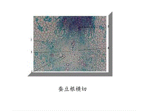 植物实验切片观.ppt