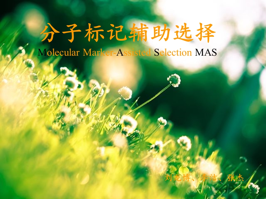 标记辅助育种MAS.ppt_第1页