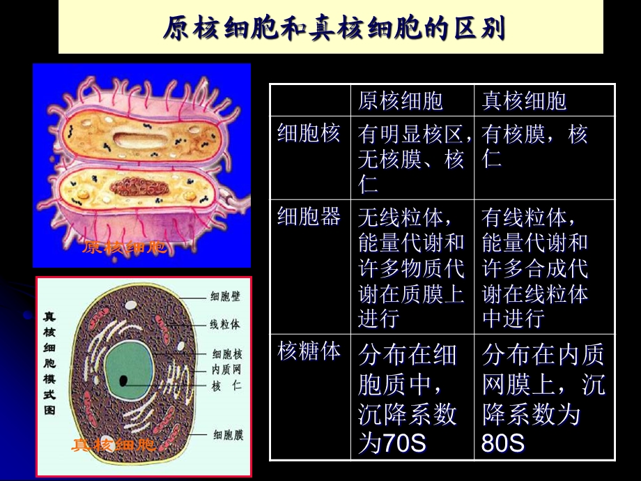 微生物的形态和构造.ppt_第2页