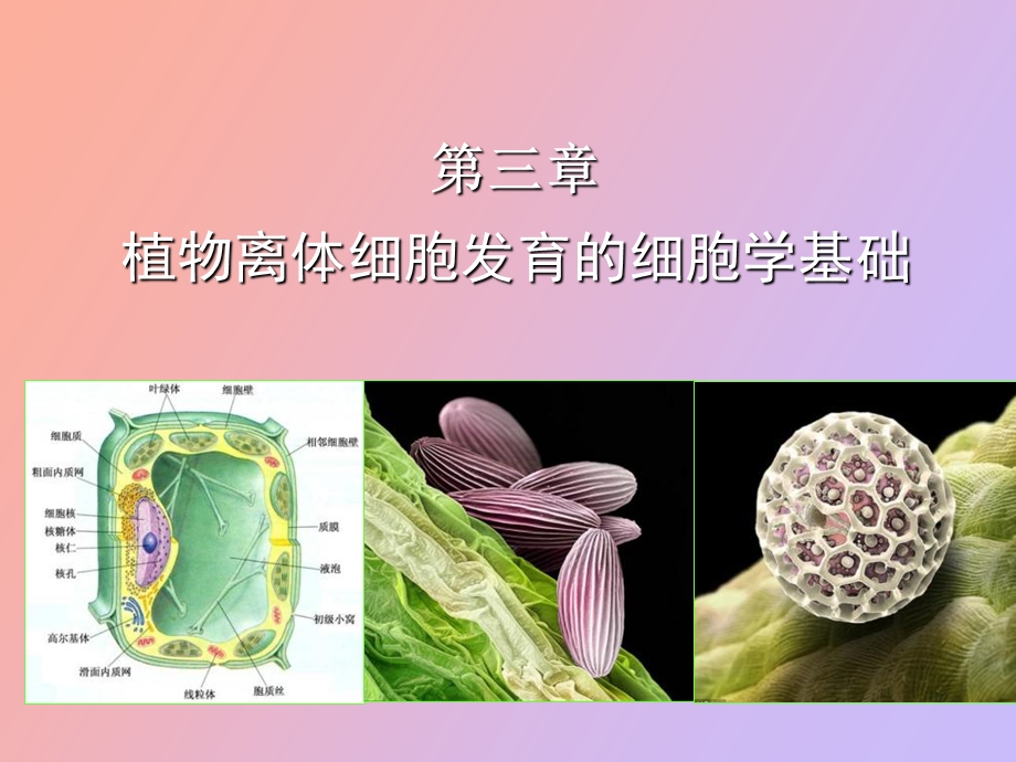 植物细胞工程课程.ppt_第1页