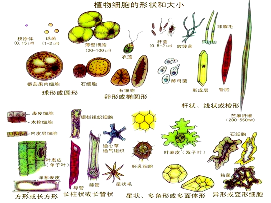 植物细胞工程课程.ppt_第2页