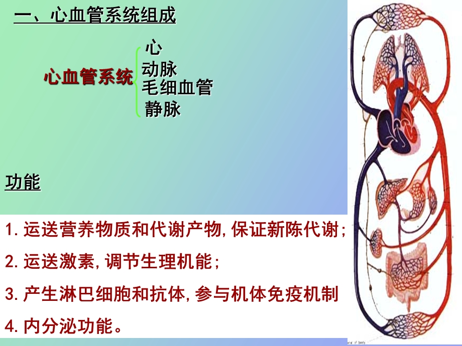 心血管循环心.ppt_第2页