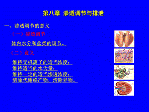 第八章尿的生成 ppt课件.ppt