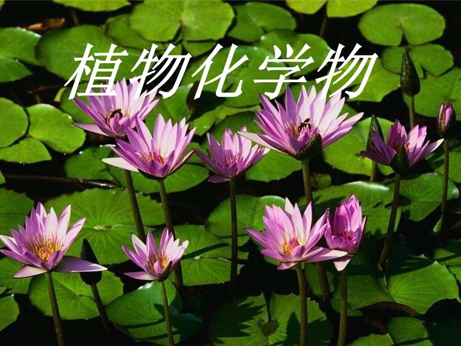 植物化学的介绍.ppt_第1页