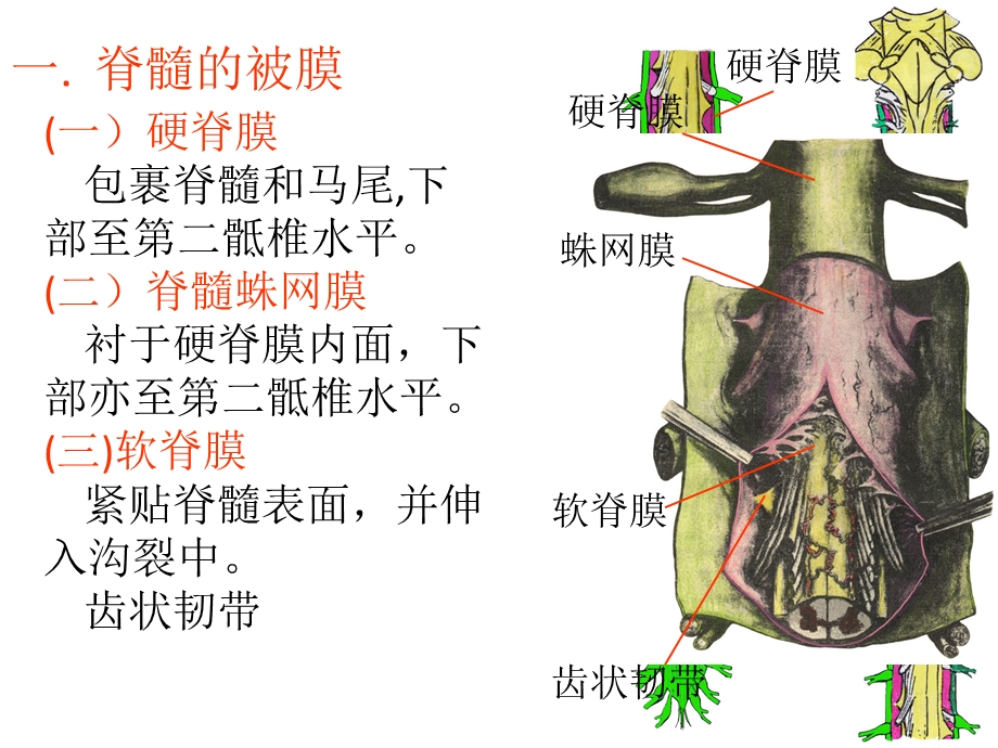 脑和脊髓的被膜、血管 以及脑脊液循环.ppt_第3页