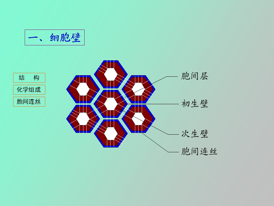 植物生产与环境第一章植物基础知识.ppt_第3页