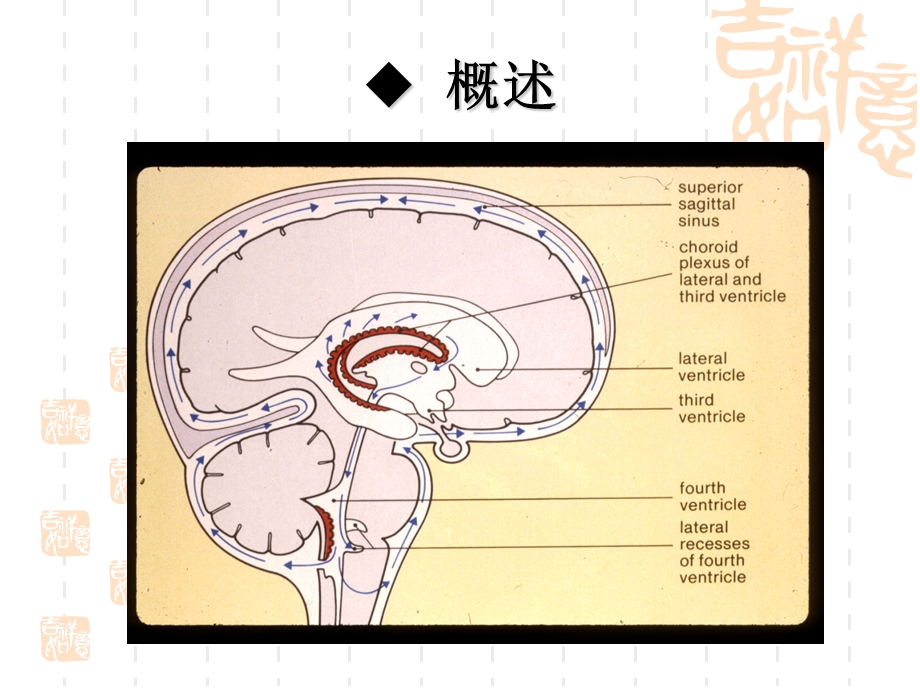 颅脑疾病病人的护理.ppt_第3页