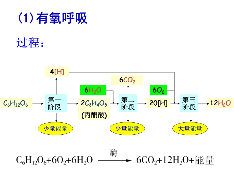 氧呼吸和无氧呼吸及影响因素.ppt_第2页