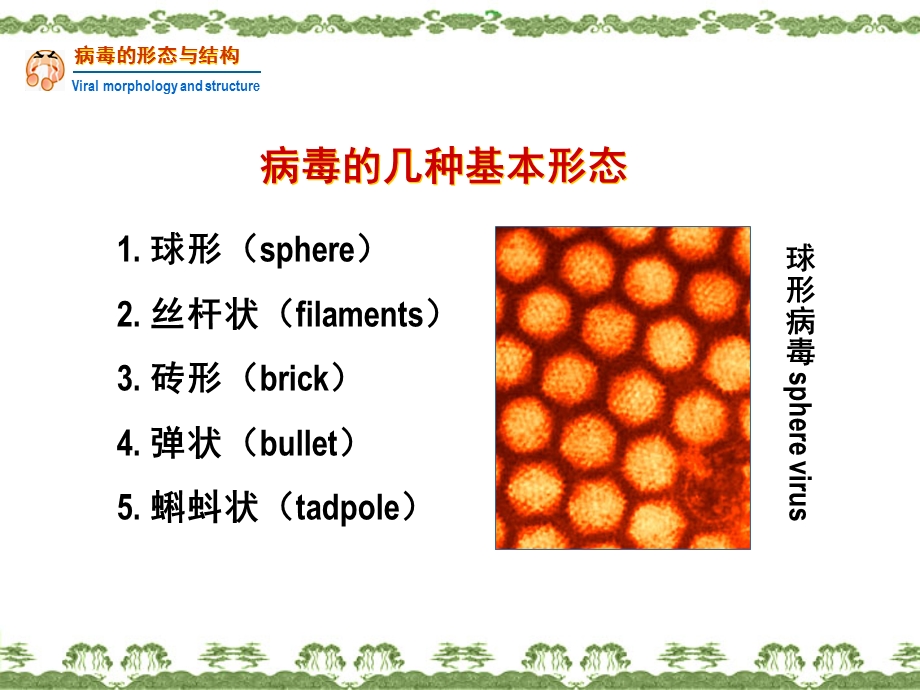 病毒的形态增殖与变异.ppt_第3页