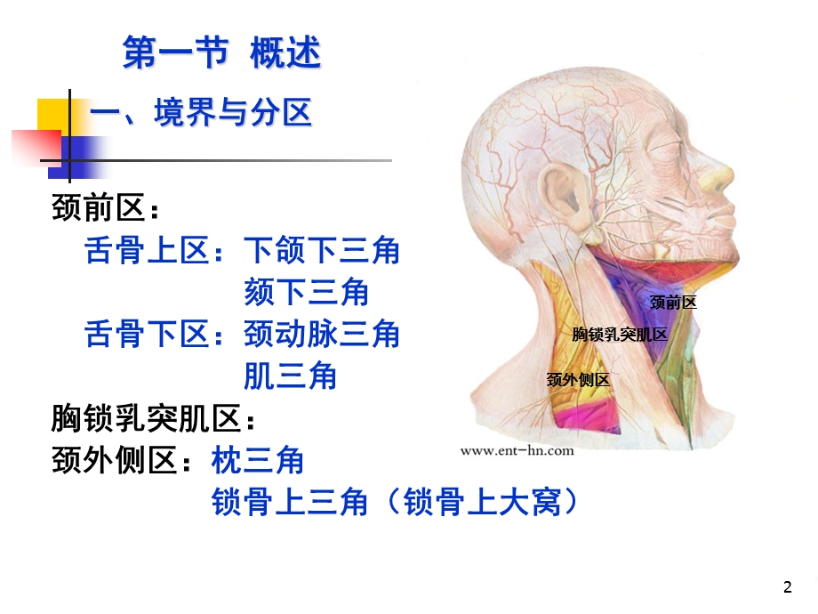 第三章07颈部.ppt_第2页