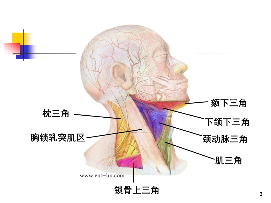 第三章07颈部.ppt_第3页