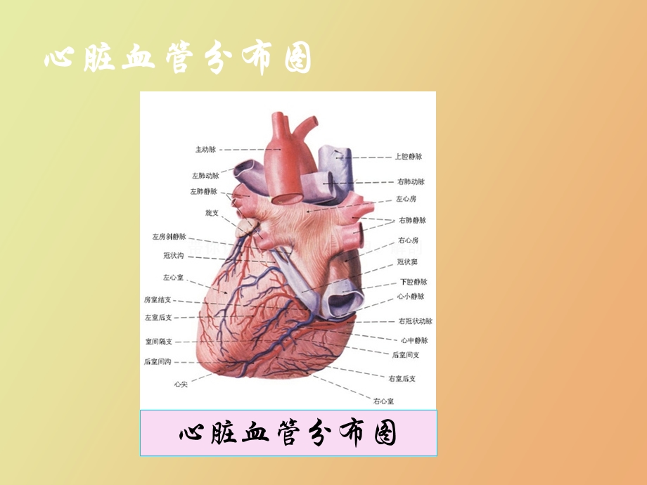 心脏疾病主要检测的指标.ppt_第3页