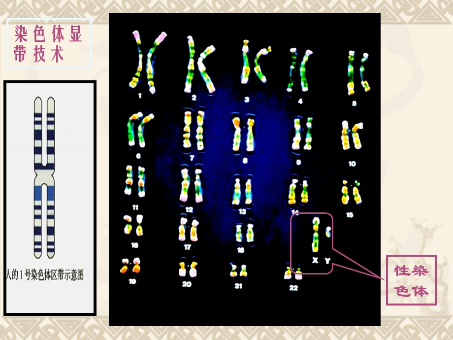 探索人类的红绿色盲症.ppt_第2页