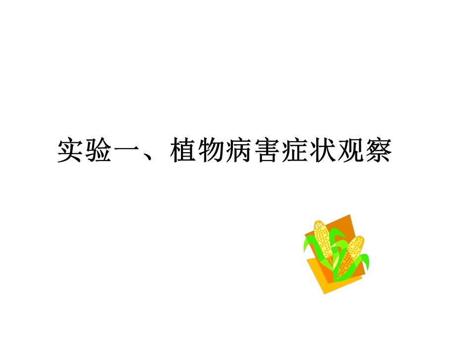 植物病害症状观.ppt_第1页