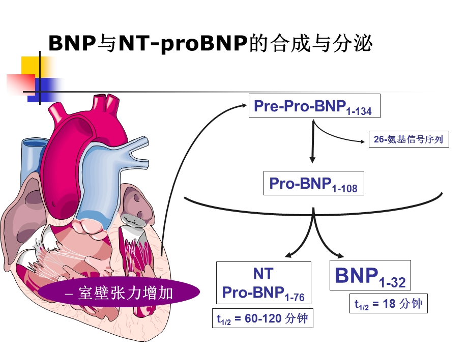 脑钠肽在心力衰竭诊疗中评价.ppt_第3页