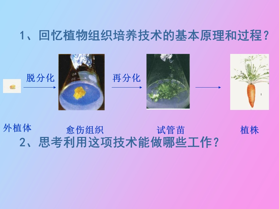 植物细胞工程的实际应好用.ppt_第2页