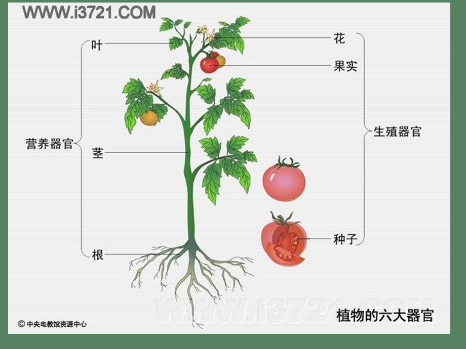 根类药材总论选.ppt_第2页