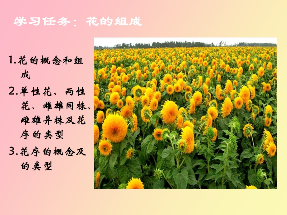 植物生殖器官.ppt_第2页