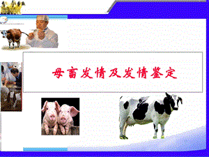 母畜的发情及发情鉴定.ppt