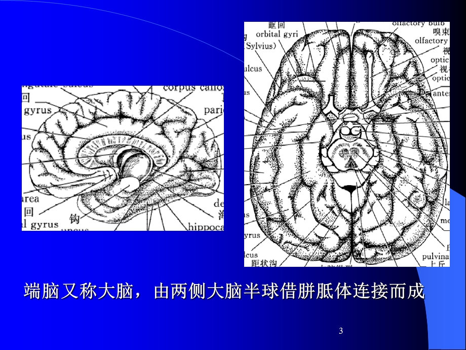 意识障碍大脑解剖及病损的定位诊断.ppt_第3页