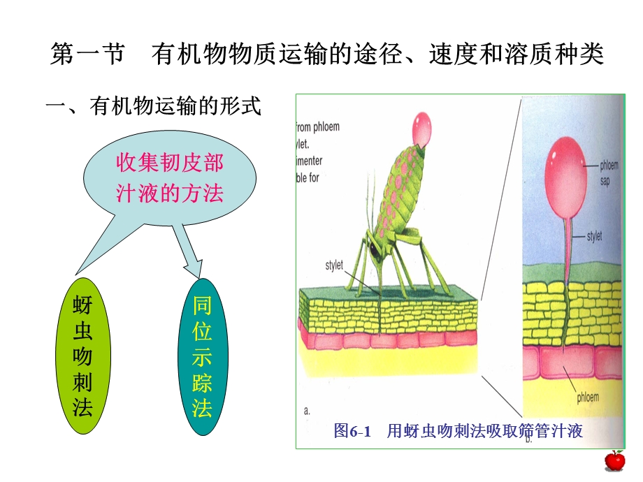 植物生理学第六章植物体内有机物运输.ppt_第2页