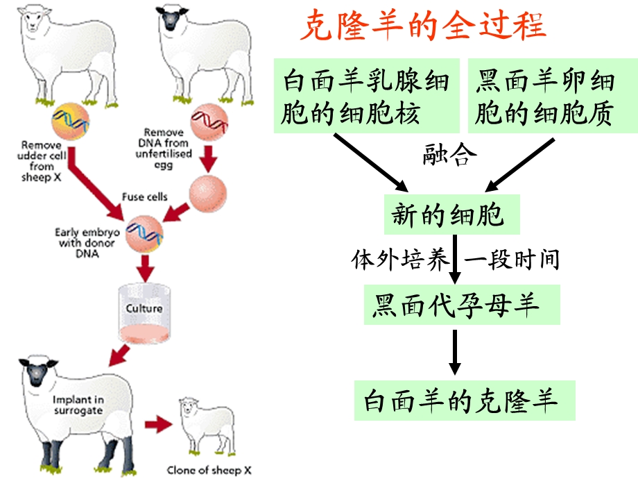 植物细胞工程技术PPT.ppt_第3页