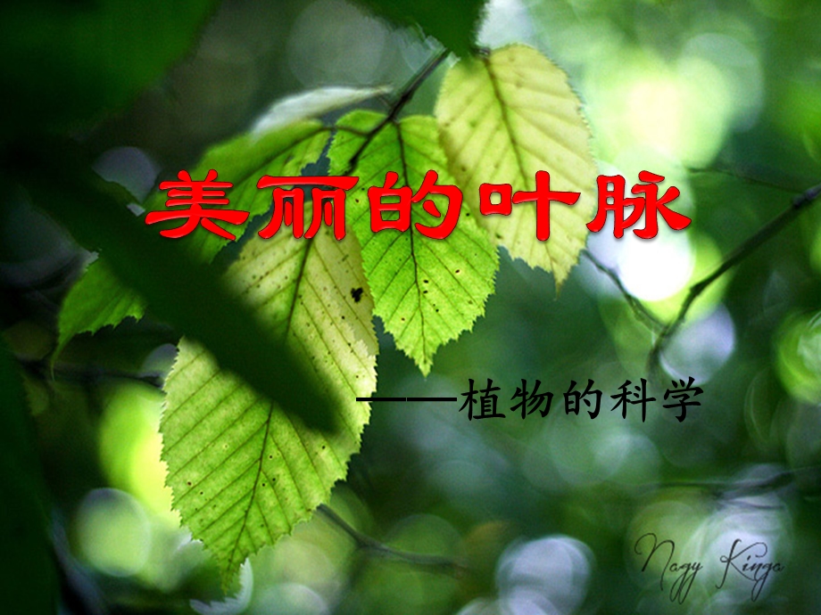 美丽的叶脉.ppt_第3页