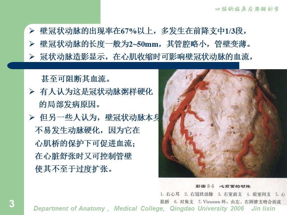 心脏的临床应用解剖7血管.ppt_第3页