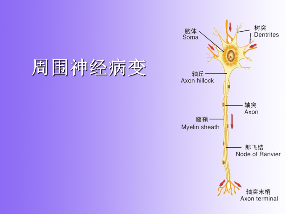 周围神经病变-oyf制作.ppt_第2页