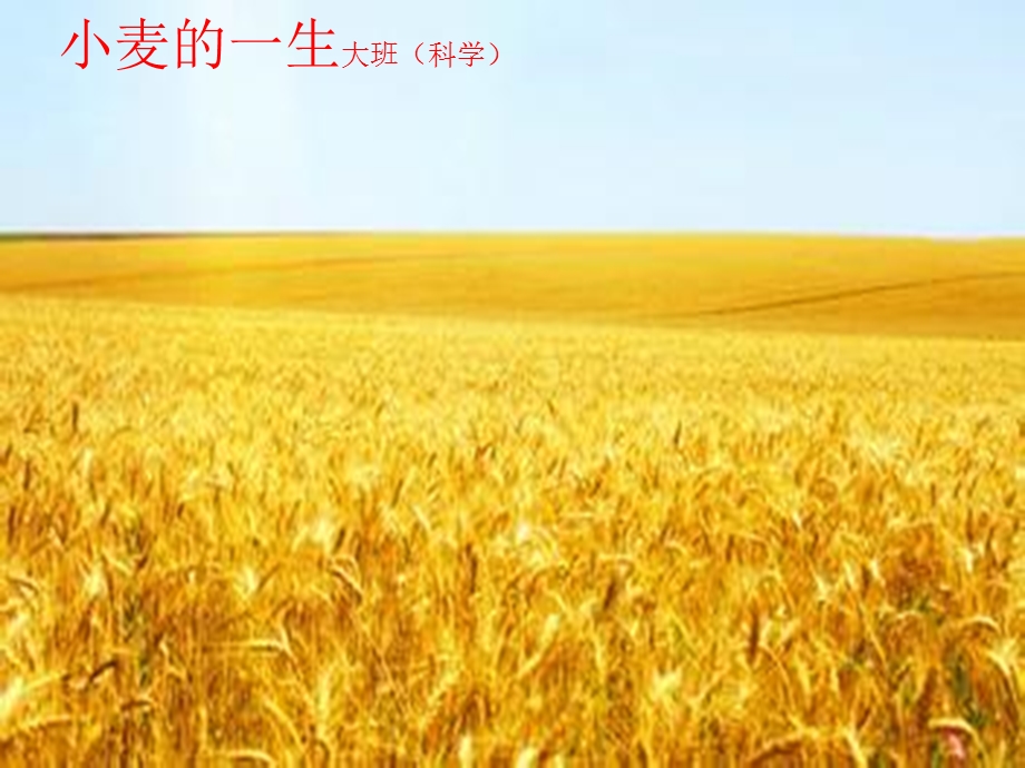 小麦的一生大班(.ppt_第1页