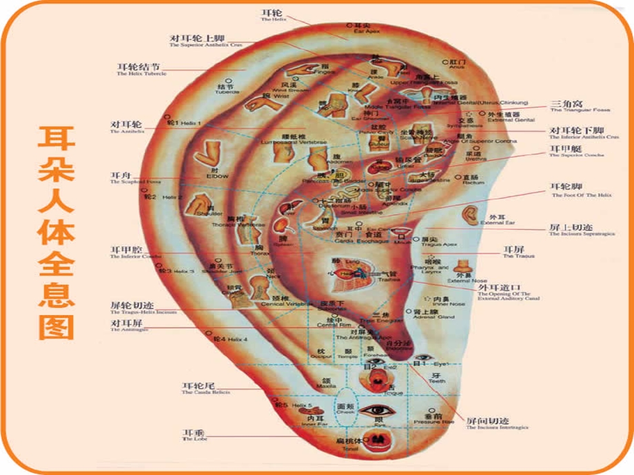 医道耳穴疗法.ppt_第3页