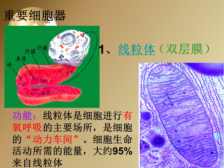 细胞器系统内的分工合作.ppt_第3页